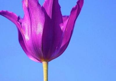 狼心狗肺的句子(69句)