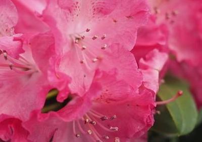 玫瑰花的优美句子(实用10句)