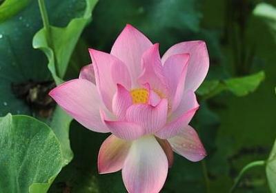 王者风范的句子(50句)