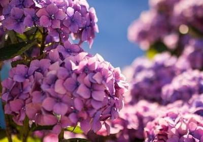 爷爷奶奶的爱情句子(汇总20句)