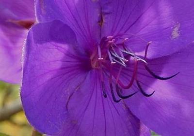 看到花心情好的句子(汇总50句)