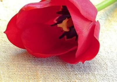 痴情人的句子(优选59句)