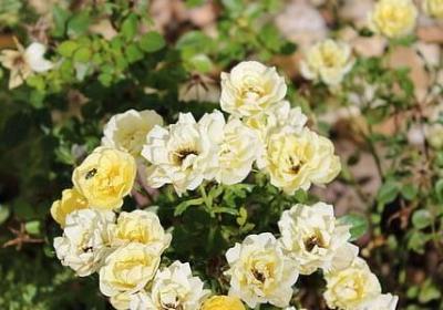 看了会湿的句子(必备60句)