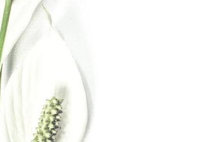 白衣少年的唯美句子(实用40句)