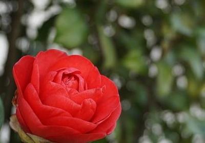 相思的古风句子(70句)