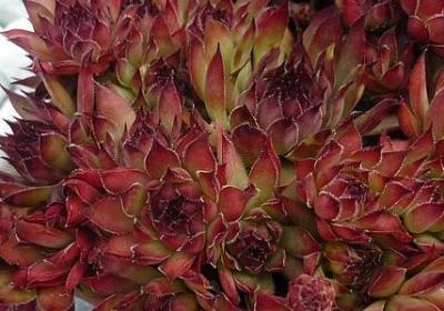 相由心生的句子(热门50句)