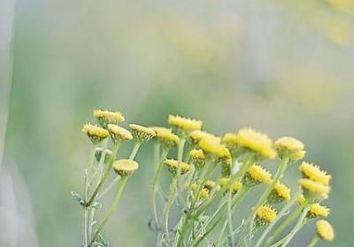 白发的句子(推荐60句) 白发的句子(推荐60句)