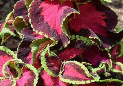 看透人心的句子 经典(必备40句) 看透人心的句子 经典(必备40句)