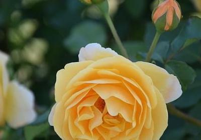 看景的心情句子(40句)