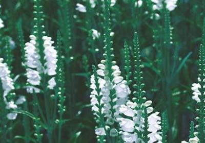 相信法律的公正的句子(推荐40句)