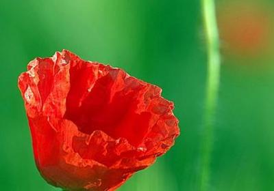 相识纪念日的句子(实用40句)