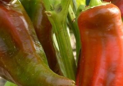 相约明年再见的句子(热门86句)