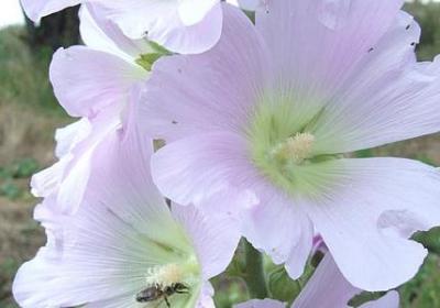 看到花开心情好的句子(优选50句)