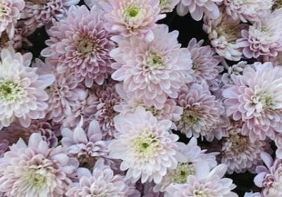 看透人心不说破的句子(通用10句)