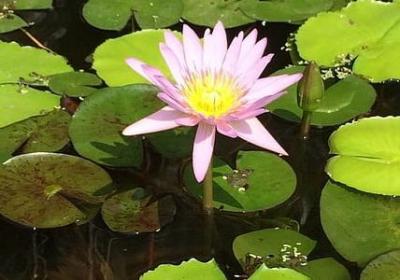 相依相守的句子(优选50句)