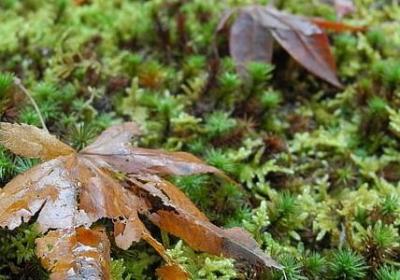 祝99的句子(合集40句)