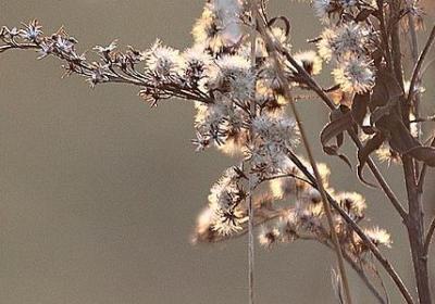 祈祷好运的句子(实用79句)