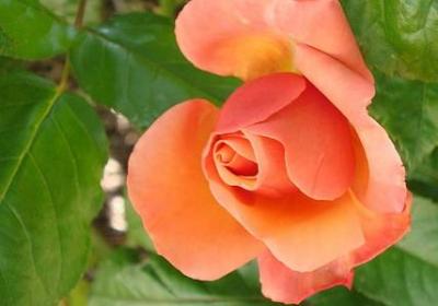 祝愿祖国的句子(共50句)