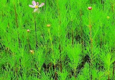 祈求平安的句子(优选80句)