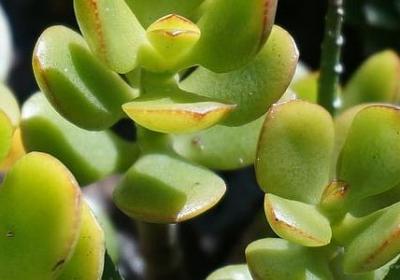 短语与句子的区别(优选18句)