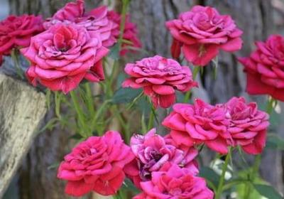 真心真意的句子(推荐89句)