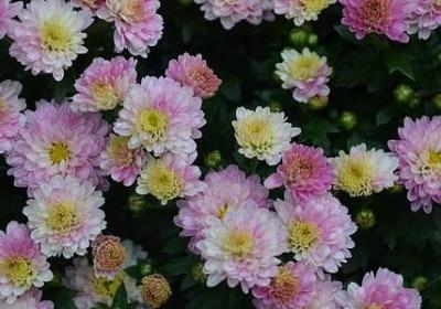 祝好孕的句子(80句)