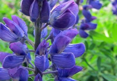 祝愿爱情的句子(通用50句)