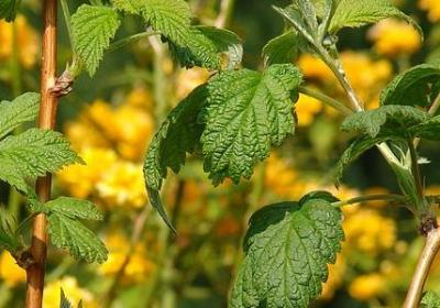 祝一天好心情的句子(优选40句)