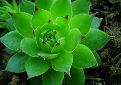 真心感谢的句子(精选50句) 真心感谢的句子(精选50句)