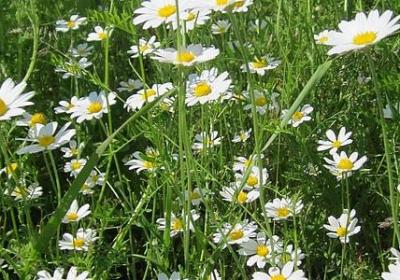 真心把你当朋友的句子(80句) 真心把你当朋友的句子(80句)