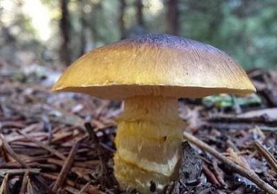 真心错付的唯美句子(通用50句)