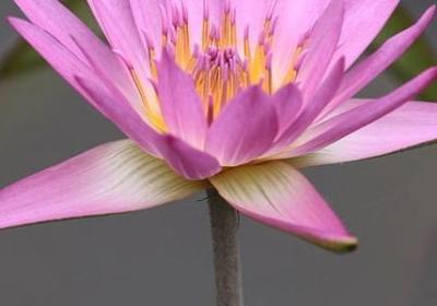 祝你好梦的句子(70句)