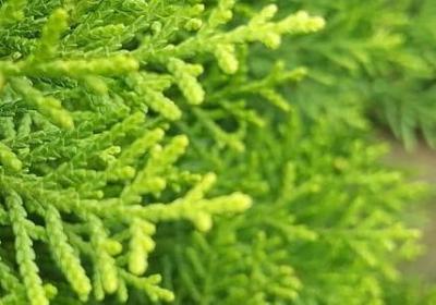 祝你结婚幸福的句子(合集60句)