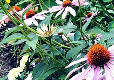 祝福早安的唯美句子(热门60句)