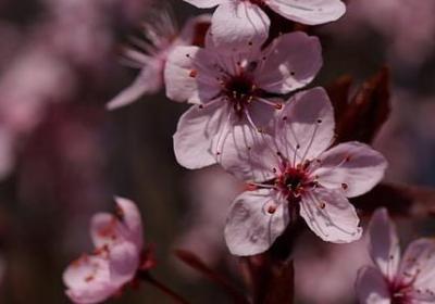 祝老婆生日快乐的句子(50句)