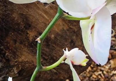 神态描写的优美句子(40句)