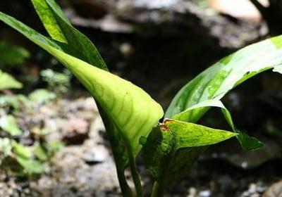 祝自己生日快乐的句子(通用70句)