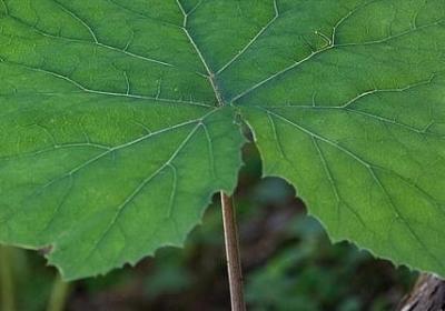 祝福宝宝的100英语句子(精选50句)