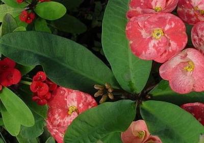 神态动作的句子(优选80句)