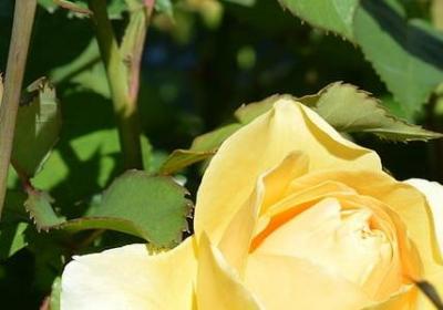 祝老师节日快乐的句子(优选50句)