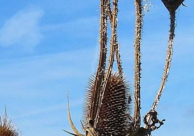 祝福病人早日康复的句子(共49句)