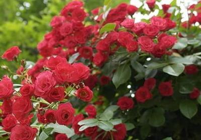 祝贺考试成功的句子(精选40句)