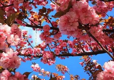 祝福闺蜜生日快乐的句子(优选40句)