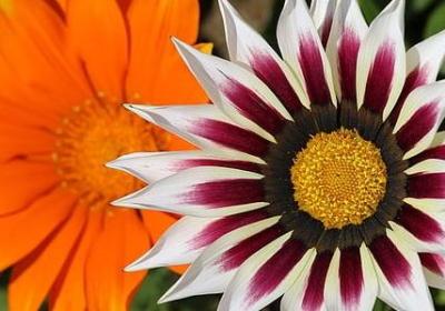 祝福美女的句子(共60句)