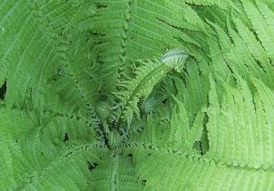 秋天像什么的句子(合集50句)