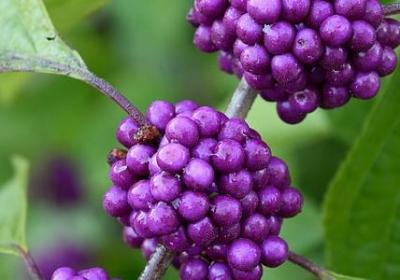 祝生日的句子(优选39句) 祝生日的句子(优选39句)