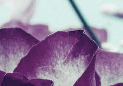 祝福爱情长久的句子(精选40句) 祝福爱情长久的句子(精选40句)