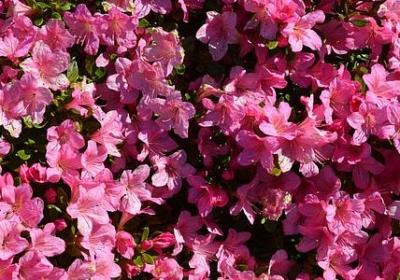 祝福生意兴隆的好句子(汇总40句) 祝福生意兴隆的好句子(汇总40句)