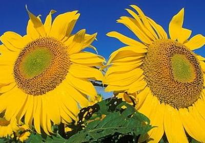 祝福宝贝的句子(必备50句) 祝福宝贝的句子(必备50句)