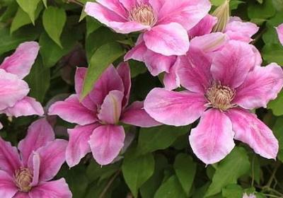 祝福大家的句子(共50句)